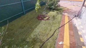 Газон под ключ в саду 250 м2 (Тюмень, Кулаково)