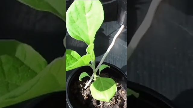 Как устраняю перелив рассады баклажанов
