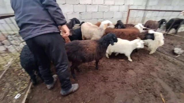 МОЛ БОЗОР ПАЙШАНБЕ