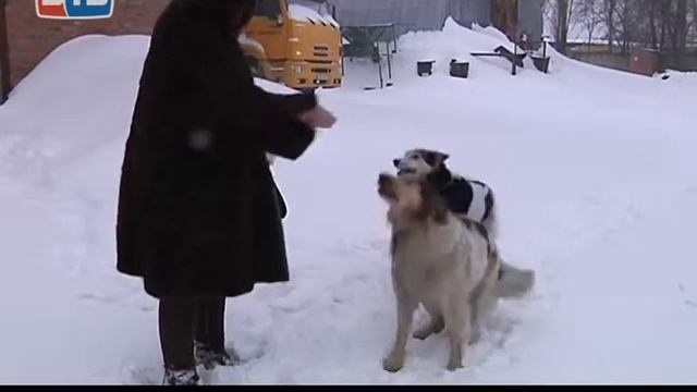 Преданные «охранники»