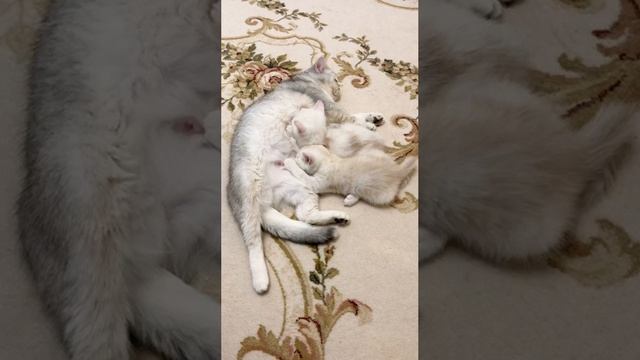 Кошка Кайли кормит своих подросших котят.