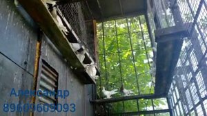 голуби 2021 Бийск 3