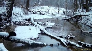 Американская норка в "Калужских засеках"