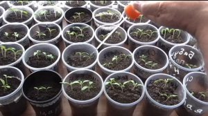 Рассада помидоров для открытого грунта от посева до высадки.  Практический опыт.