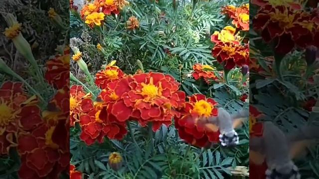 Бабочка- бражник 🦋