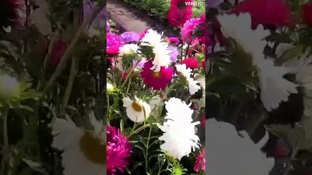 Цветы на моем огороде 6