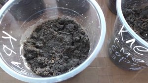 Клещевина начала всходить через шесть дней, 8 марта