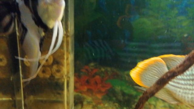 Скалярия🐠