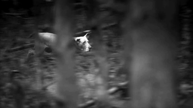 SportDOG® TEK Series 1.0 - The Revolutionary Dog Tracking and Training System смотреть онлайн