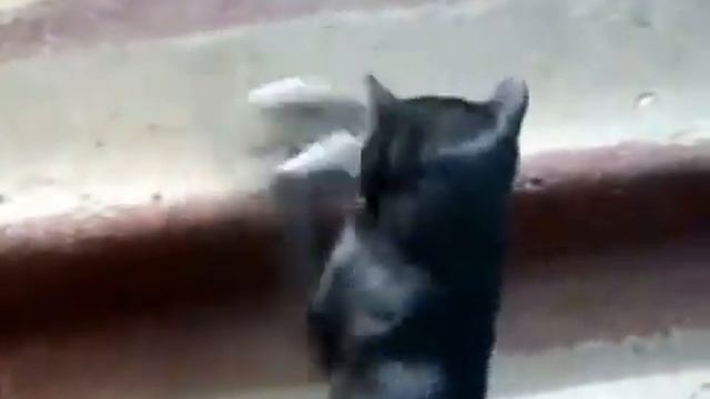 Крыса дерется с котом