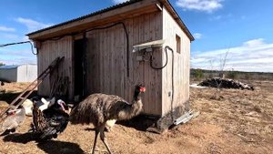 Ферма "Воронье Гнездо"