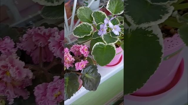 Украсили балкон сортовыми фиалочками. Мисс Атлантида, Чудный вечер, Злато Скифов, Сапфировый лёд!