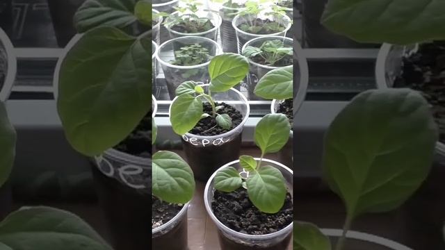 Как подсыпаю грунт в стаканчики с рассадой при выращивании без пикировки