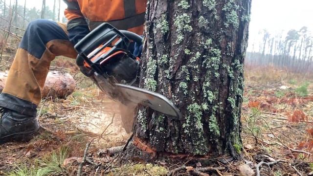 Валка дерева новая бензопила Husqvarna 555