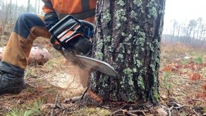 Валка дерева новая бензопила Husqvarna 555