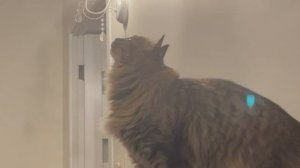 кошка ловит муху
