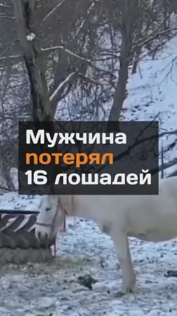 Мужчина noтерял 16 лошадей