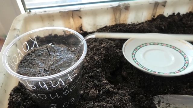 Посев колокольчика молочноцветкового на рассаду, первые всходы. смотреть онлайн