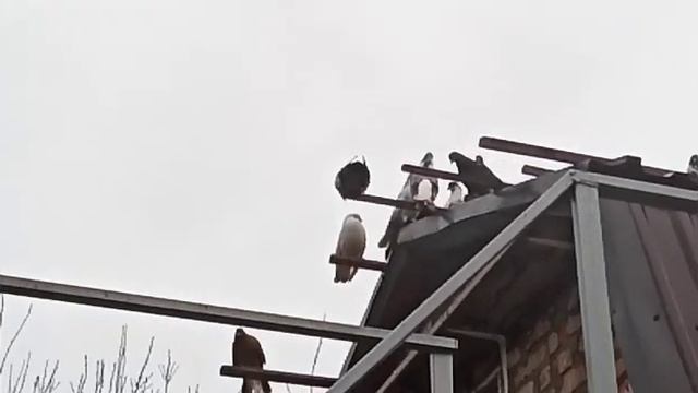 09.04.2021 г. Сегодня День рождения у Алексея Александровича. Сельские голуби. Новоалександровска
