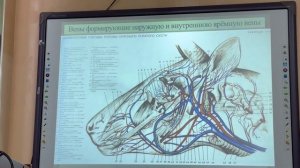 Венозные магистрали 2024