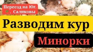 ▶️ Купили 50 курей! Минорки. Переезд на Юг. Виктор Саликов.