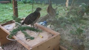 глухарята ругаются (разница 8 суток - 30 и 22 дня)