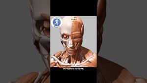 Анатомические поезда Томаса Майерса и Акупунктура