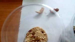 Опыт выращивания  Жуков-знахарей