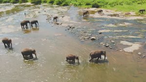 Животные Азии — живописный фильм о дикой природе с успокаивающей музыкой