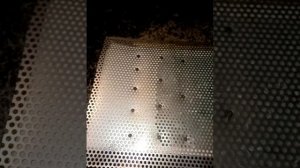 Донный пыльцесборник начало работы