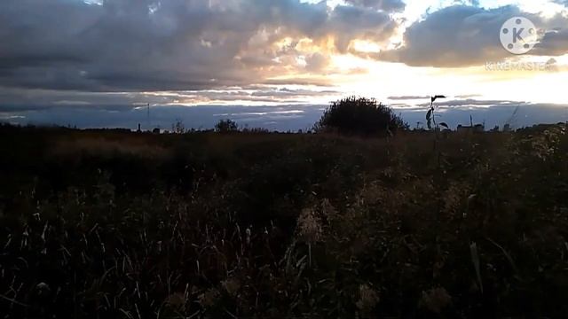 #вечерняя прогулка #собака #лайкподписка