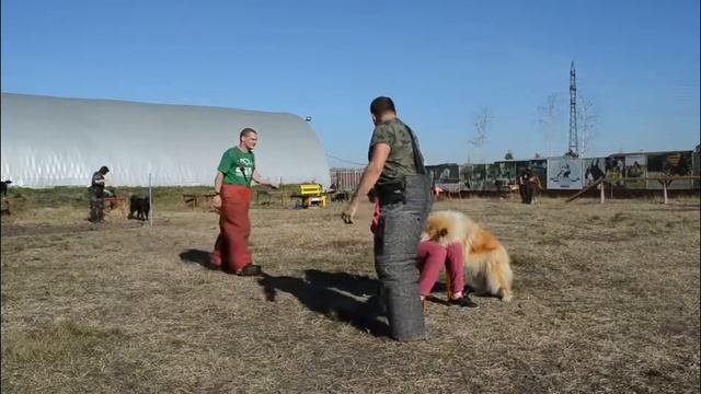 Мондьоринг для колли