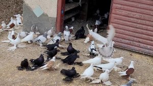 В гостях село Сотниковское у Владимира.19 11 2021г.8 961 491 77 44.