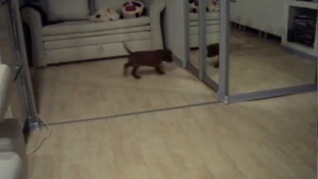 Ирландский сеттер. Джек (1 5 мес.) смотреть онлайн