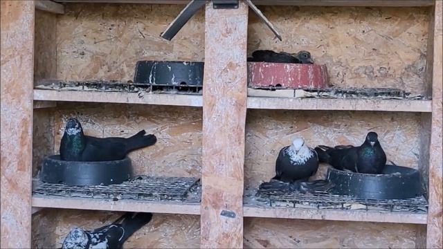 Сельские голуби. 21 06 2022 года, часть 1. Осетия - Беслан. Бойные голуби, в гостях у Алана.