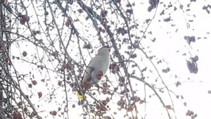 Свиристели прилетели!