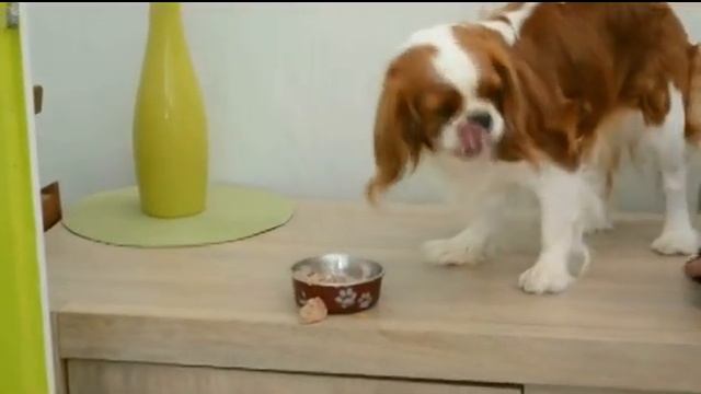 Les gamelles de TERRA CANIS смотреть онлайн