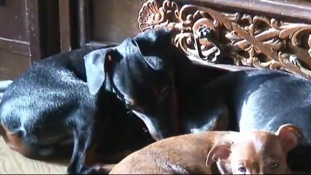 Кекс и Ким 24 01 16 смотреть онлайн