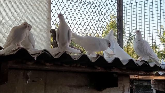 Сельские голуби,Владимира Новоалександровск  5 07 2022 года, бойные голуби.