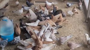 Сельские голуби. Владикавказ в гостях у Юрия.