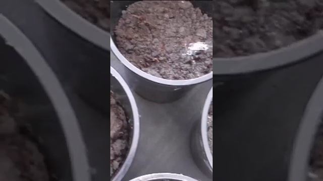 Как я сею баклажаны на рассаду
