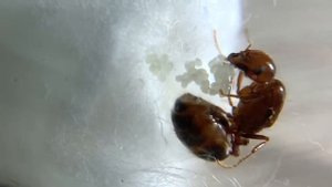 Solenopsis geminata (огненный муравей жнец). Ты горишь, как в агонии...