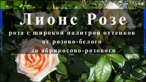 Лионс Розе - роза с широкой палитрой оттенков от розово-бонс розе роза с широкой палитрой оттенков