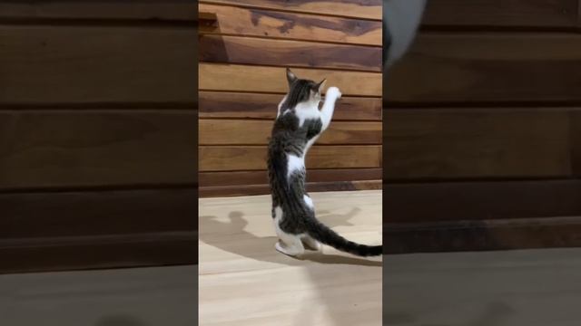 бой с тенью.#котики #рекомендации подписка лайки