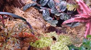 Обзор флорариума. Прошёл месяц. Изменения.