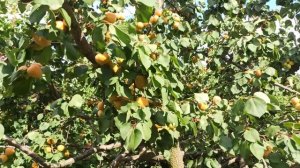 Сад 2020 (липень)Великий врожай абрикосів сорту Фелпс і Ананасний