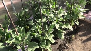 Когда поливать помидоры в теплице, утром или вечером?