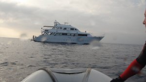 Дайвинг.
 Сафари по Красному морю.