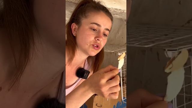 Вылупления цыплят
