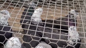 Сельские голуби. 23 02 2022 года, ярмарка в г Ипатово.